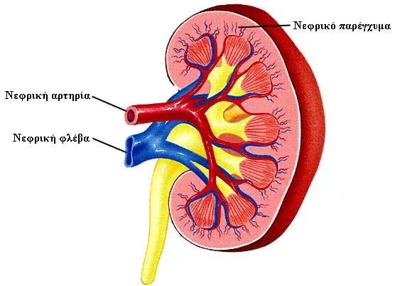 Διάγραμμα ινσουλίνης