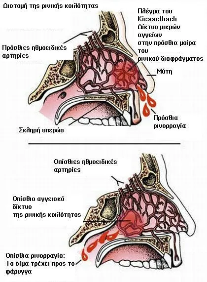 Ανατομία Μύτης