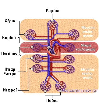 Αορτή και κλάδοι
