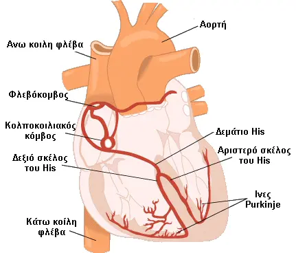 Ερεθισματαγωγό Σύστημα