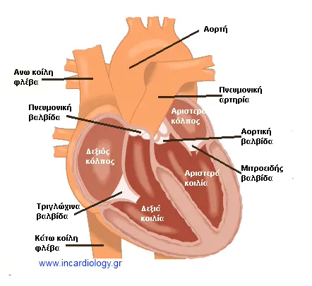 Καρδιακές κοιλότητες