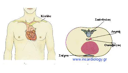 Θέση της καρδιάς
