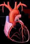 Καρδιακή Λειτουργία