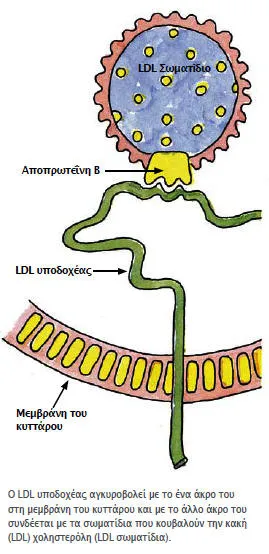 DNA και Χοληστερίνη