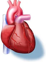 Αιφνίδιος καρδιακός θάνατος σε αθλητή
