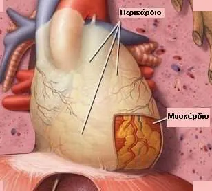 Ανατομία περικαρδίου και περικαρδιακής κοιλότητας
