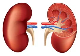 Καρδιά και νεφρά